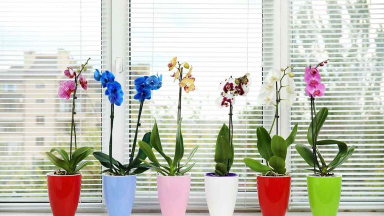 Se ti hanno regalato un’orchidea, ecco il messaggio nascosto dietro il suo colore quali sono i significati dei colori delle orchidee