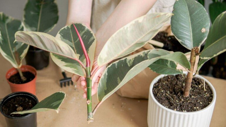 Far radicare una talea è facilissimo… se usi questo ingrediente segreto come fare talea con miele