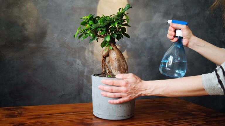 Ficus Bonsai: quale vaso scegliere per una crescita perfetta? qual è il vaso più adatto al bonsai
