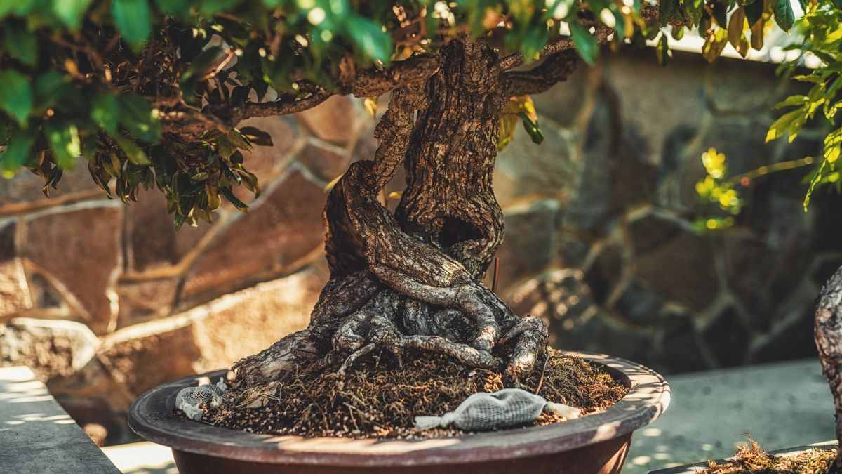 perché devi prestare attenzione al vaso per il bonsai