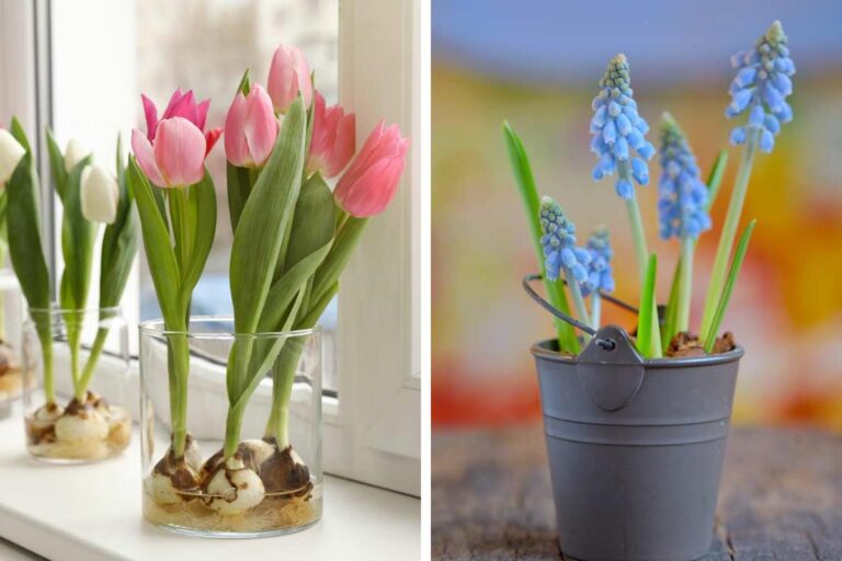 Bulbi di primavera: 5 idee originali per decorazioni fai da te 5 idee decorative con i bulbi