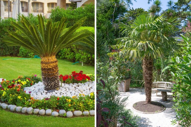 Come abbellire il giardino con le palme: 10 idee da copiare giardino con palme