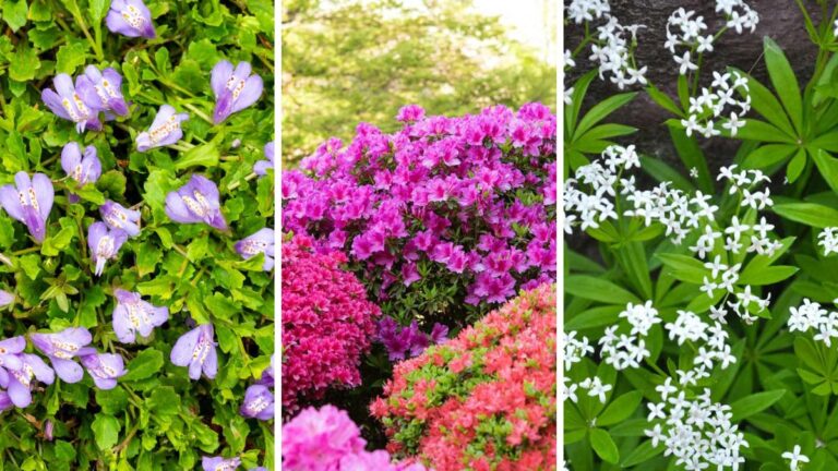 Piante anti-erbacce: quali scegliere per un’aiuola sempre perfetta Piante contro le erbacce