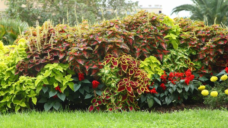 Aiuole perfette con la Coleus: i segreti per un’esplosione di colore Aiuole perfette con la Coleus