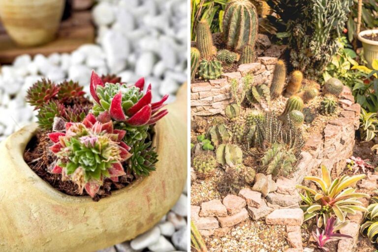 Aiuole con pietre e succulente: un tocco di design nel tuo giardino Aiuole con sassi e piante grasse