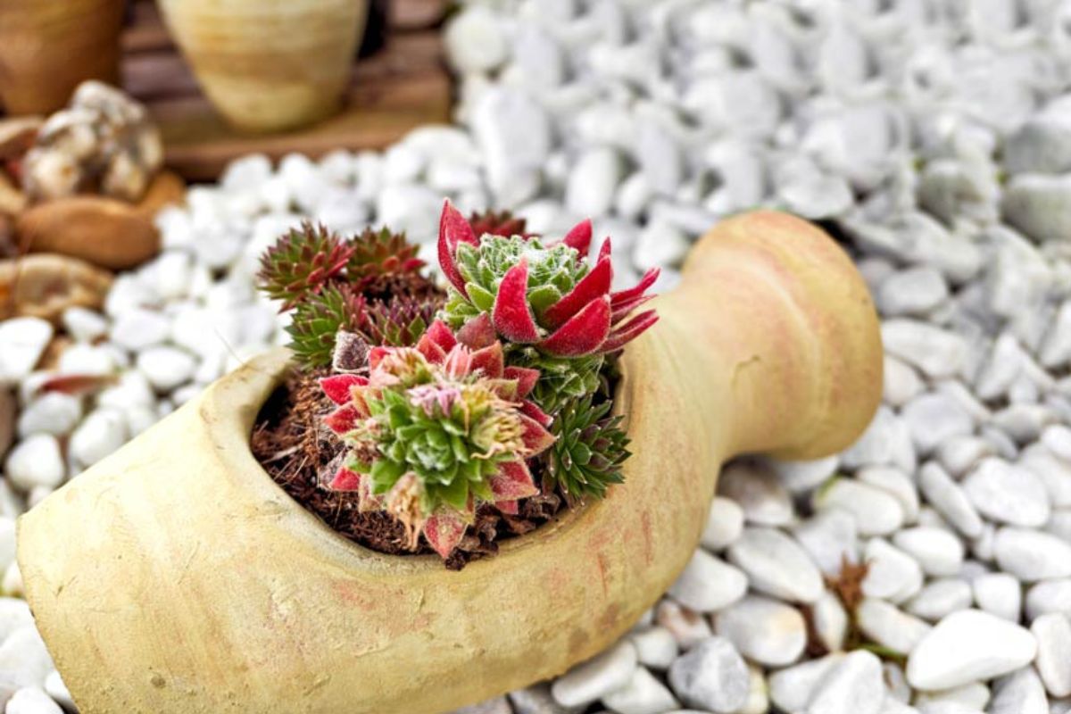 Aiuole e piante grasse