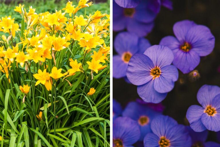 Non sai quali piante scegliere per le bordure? Ecco le 9 più belle e resistenti Bordure per giardini