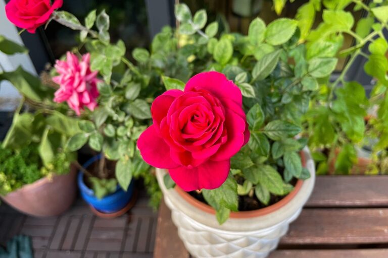 Coltivare rose in vaso sul balcone? Ecco come farle fiorire alla grande Come coltivare le rose in vaso