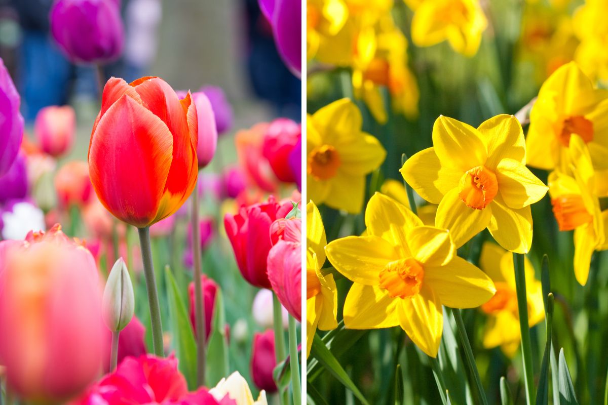 I fiori da coltivare a marzo