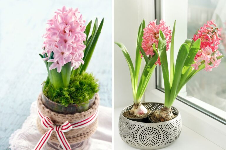 Fioriture di marzo: tutto quello che devi sapere sulla coltivazione del giacinto Come coltivare il giacinto