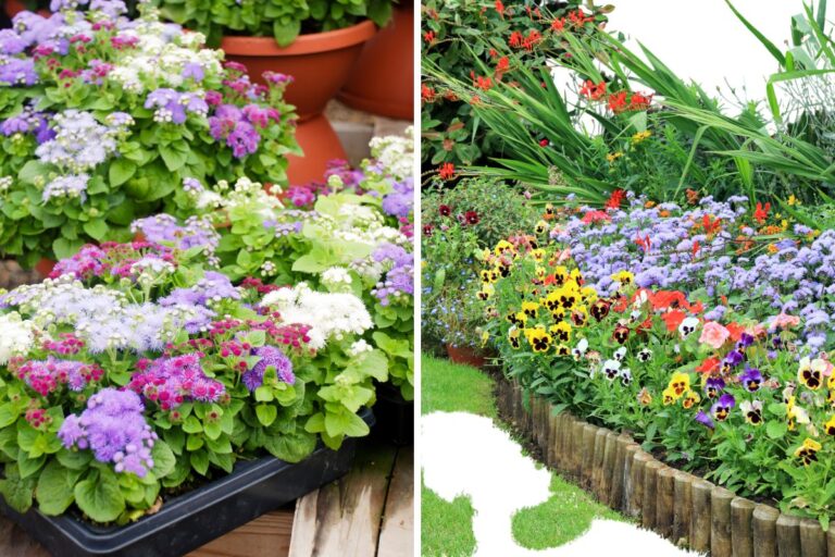 Agerato: come piantare e coltivare i fiori blu dal profumo inebriante Quando piantare l'Agerato