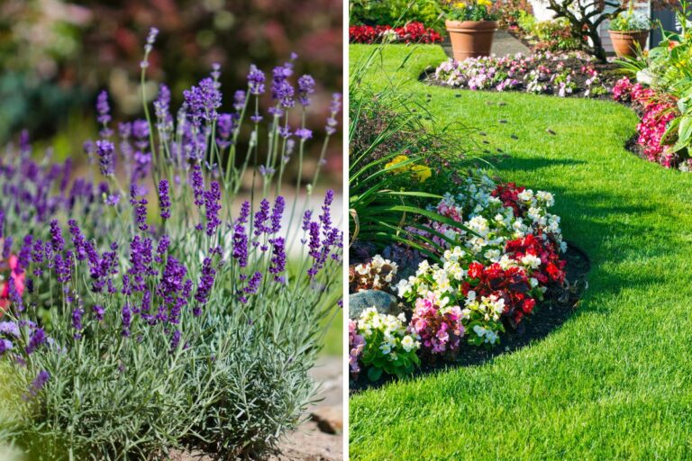 Come creare un giardino profumato tutto l'anno in 10 mosse Ottenere un giardino fresco e profumato