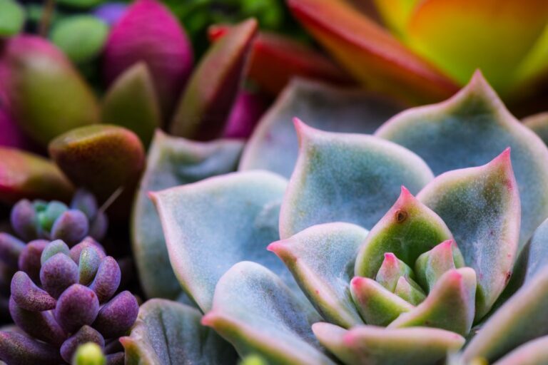 Stai uccidendo le tue piante grasse senza saperlo! Scopri cosa sbagli Errore con le piante grasse