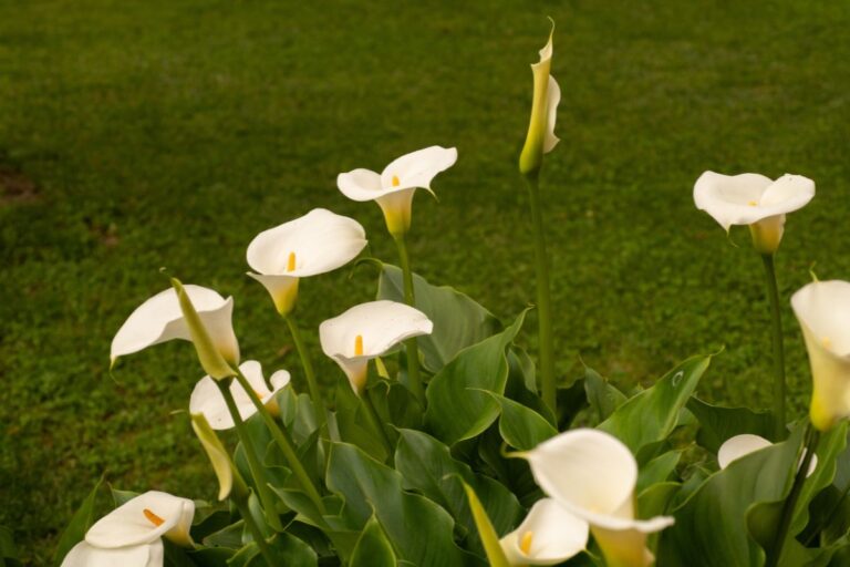 Vuoi un’aiuola piena di calle? Propaga i bulbi con questo trucco fai da te Aiuola piena di calle