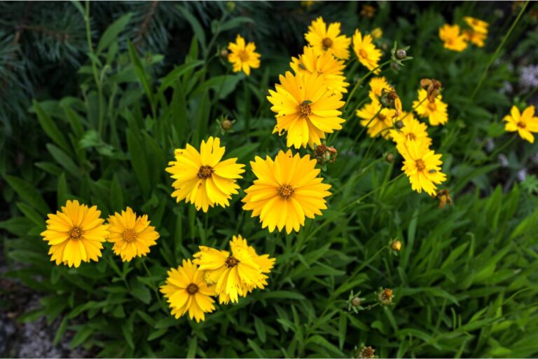 Piante perenni per aiuole: le varietà che durano tutto l’anno Le piante perenni per le aiuole