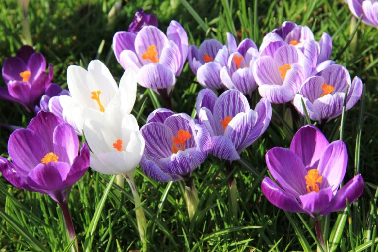 Crocus: tutto quello che devi sapere sulla pianta che segna l’arrivo della primavera Pianta Crocus
