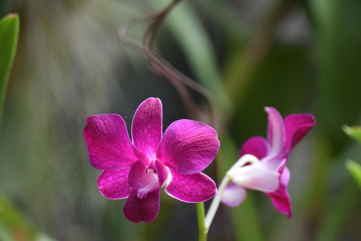 Orchidee sul balcone