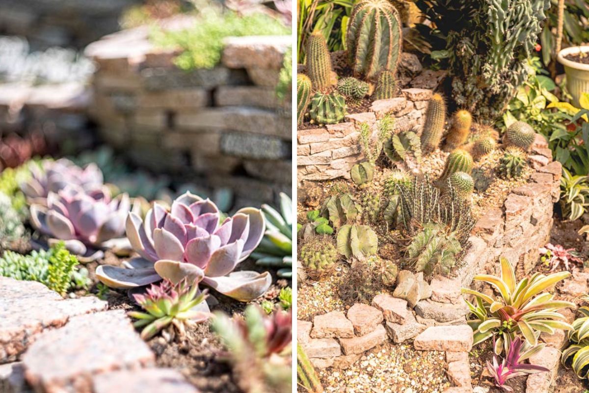 Aiuole con sassi e piante grasse