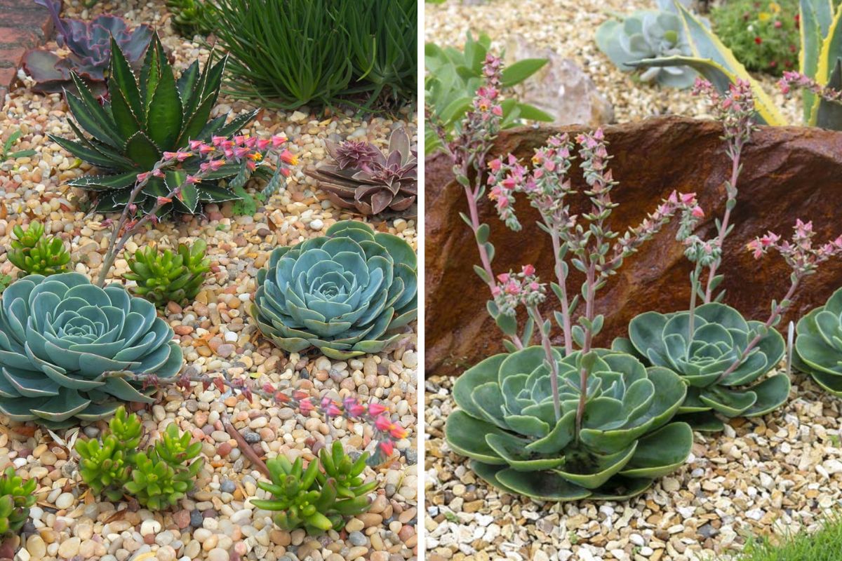 Idee aiuole con sassi e piante succulente