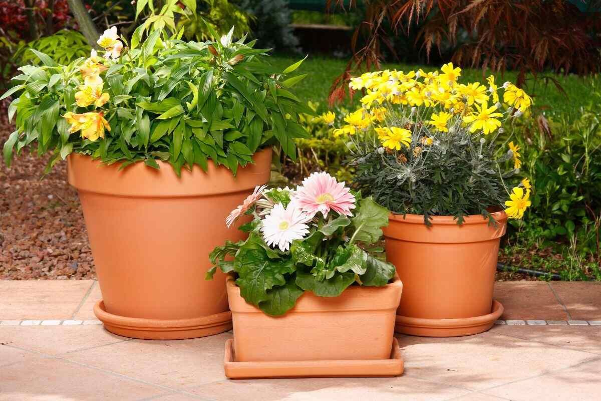 Riso per fare il concime