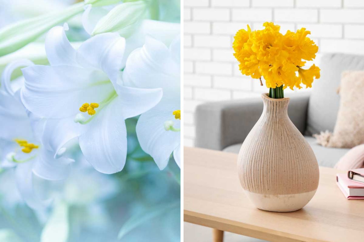 Fiori da regalare a Pasqua