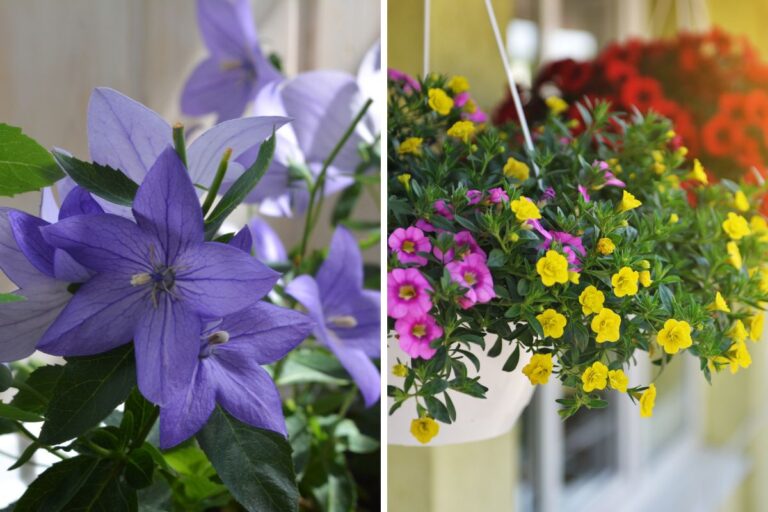 Fiori perenni per un balcone che ti farà sorridere tutto l’anno fiori perenni colorati