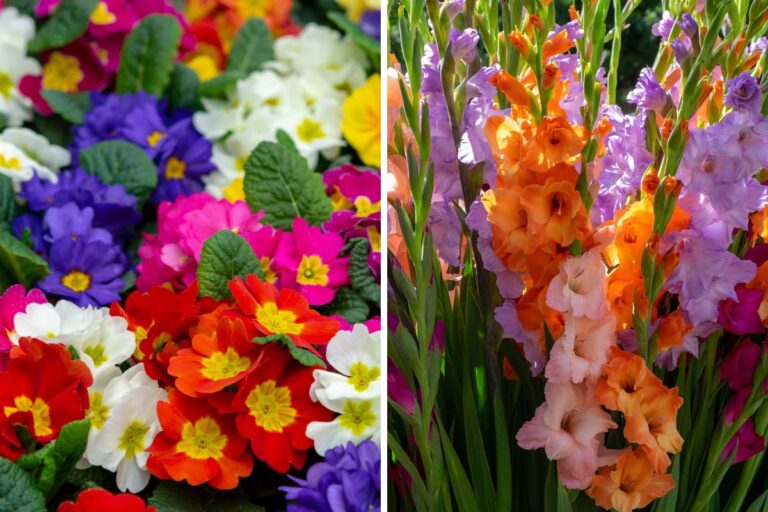 I 7 fiori più adatti per un balcone colorato e profumato in primavera Piante per il balcone