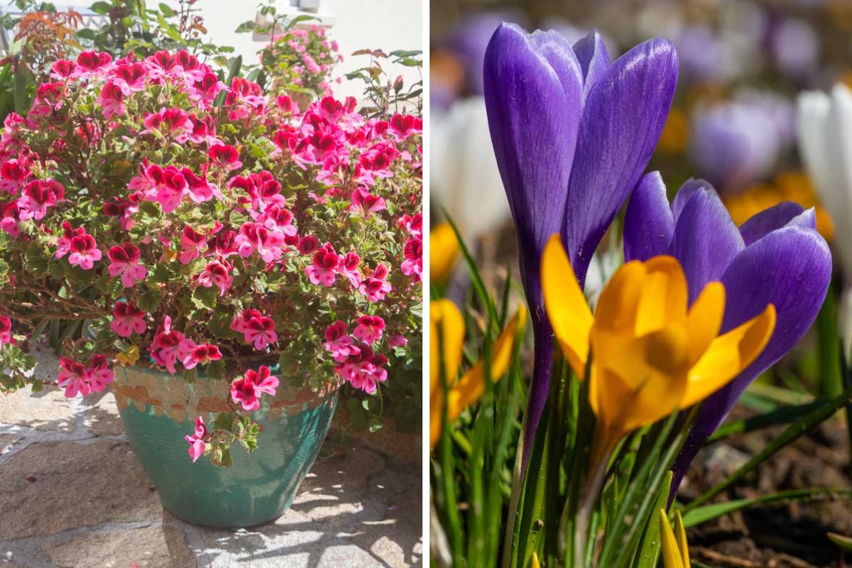 Fiori primaverili colorati