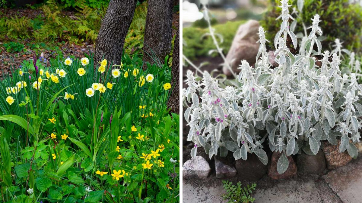 Piante anti erbacce per il giardino