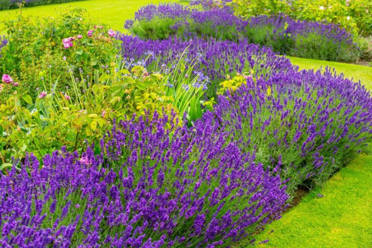 Giardino fiorito senza spendere nulla: tutto sulle talee di primavera Talee di primavera