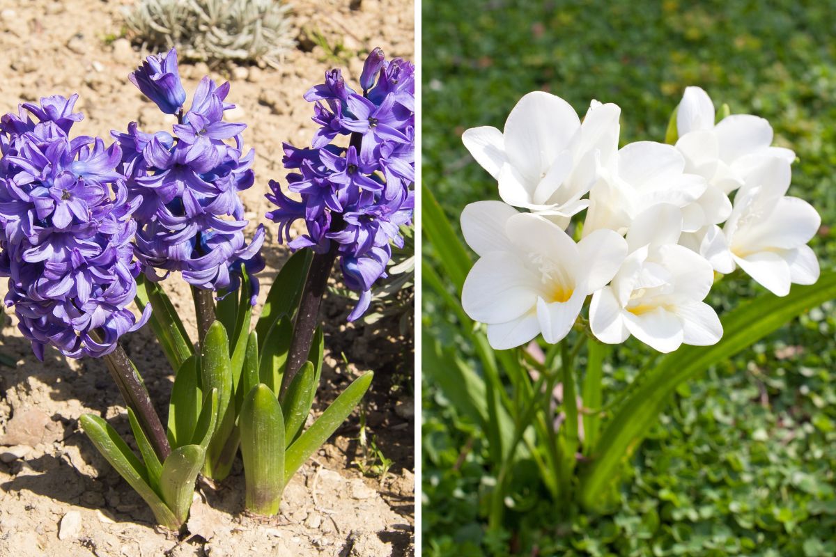 Cosa coltivare a marzo