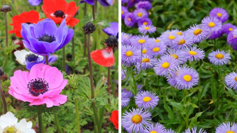 I fiori perfetti per le aiuole di primavera: quali scegliere? I fiori perfetti per le aiuole di primavera