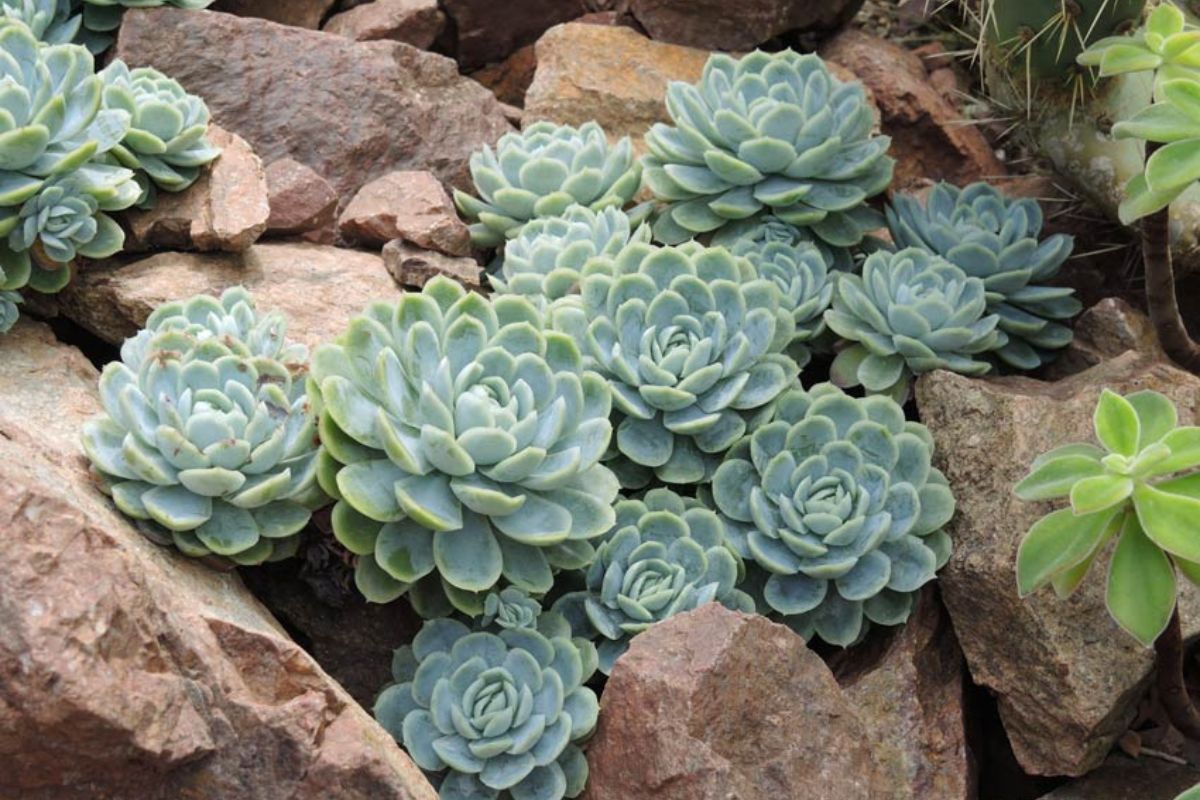 Design del giardino con piante succulente