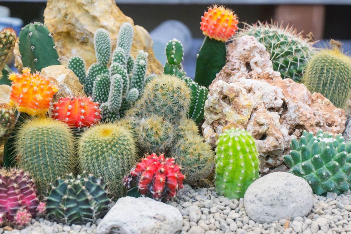 Piante succulente e pietre in giardino