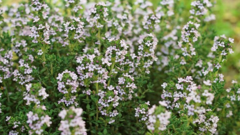 Coltivare il timo dal seme: tutto quello che devi sapere passo dopo passo Il timo fiorito