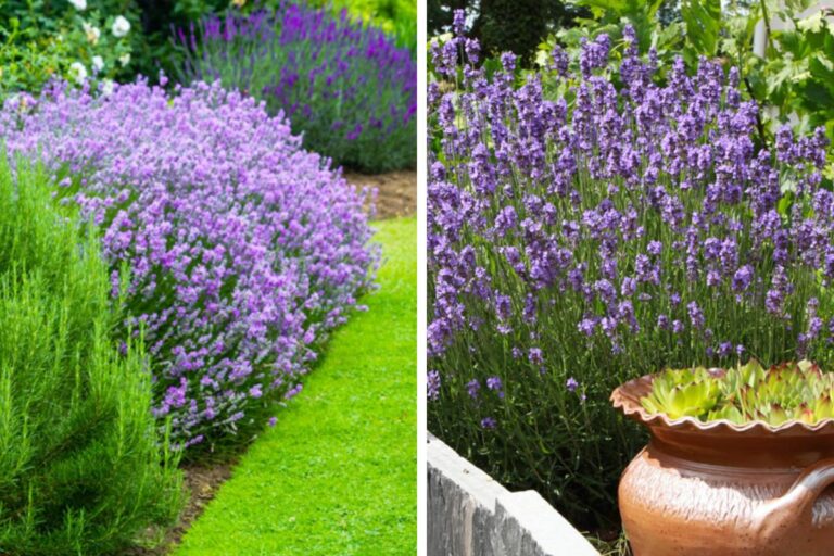 9 ispirazioni per un’aiuola profumatissima con lavanda: crea il tuo angolo di paradiso Ispirazioni per un giardino profumato di lavanda