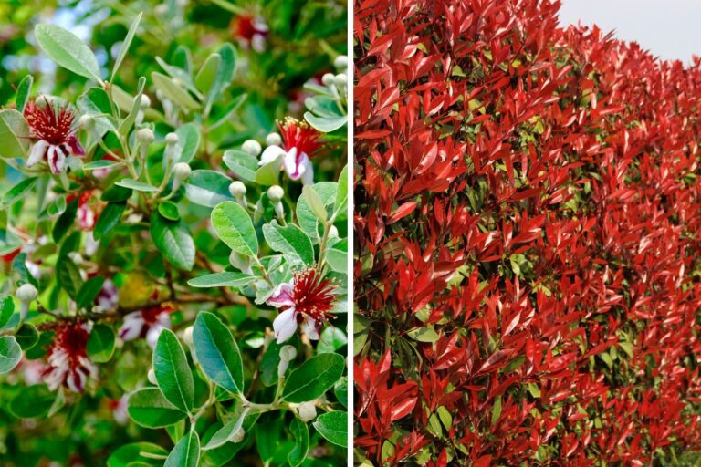 Vuoi più privacy in giardino? Ecco le migliori piante da siepe sempreverdi Piante da siepe sempreverdi per privacy