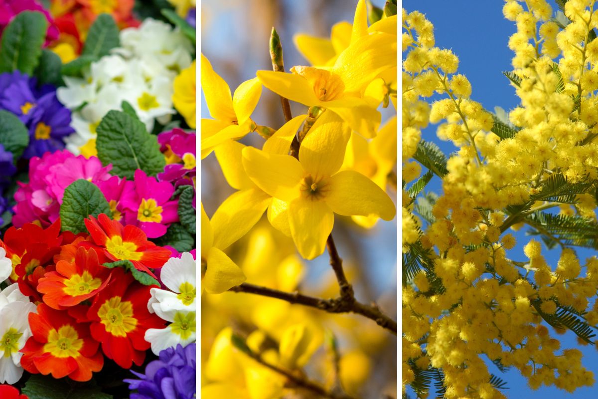 Quali fiori coltivare a marzo