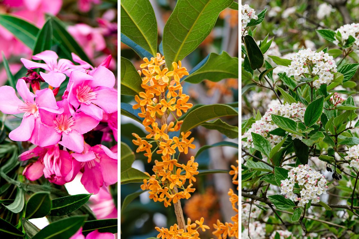 Oleandro, Osmanthus fragrans e Lentaggine