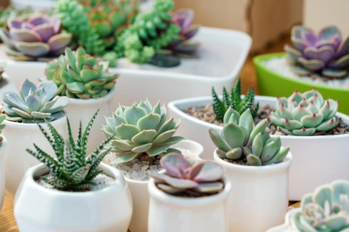 Moltiplicazione delle piante grasse col trucco del bicchiere