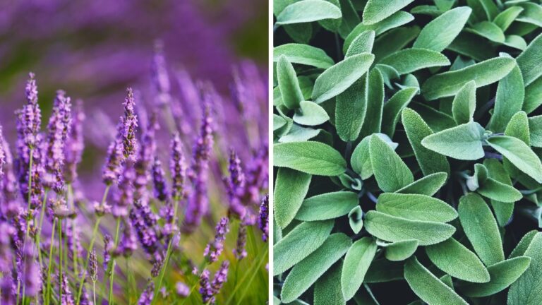 Il trucco green per una casa senza insetti: ecco le 5 piante miracolose Piante contro gli insetti