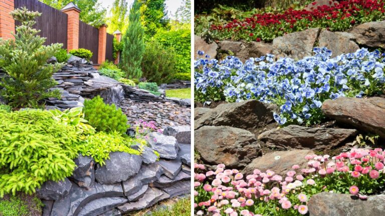 Le migliori piante per un’aiuola rocciosa: scegli quelle giuste per il tuo giardino aiuola rocciosa con piante