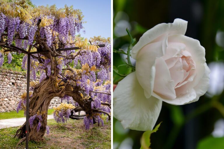 Piante rampicanti con fiori colorati: come scegliere quelle perfette per il tuo giardino Piante rampicanti