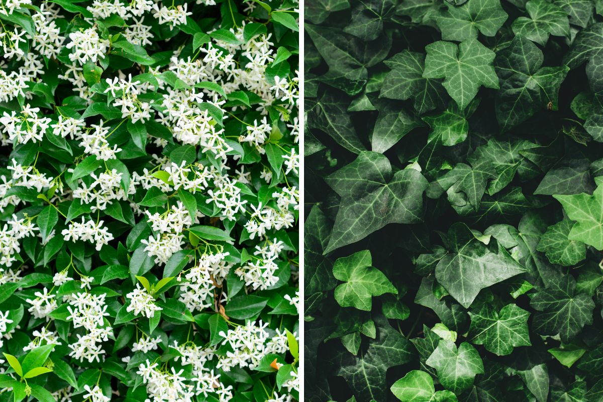 Piante rampicanti, gelsomino e Edera