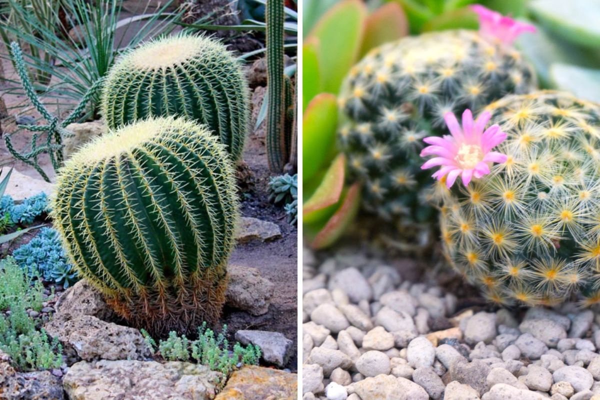 Idee pietre e piante grasse