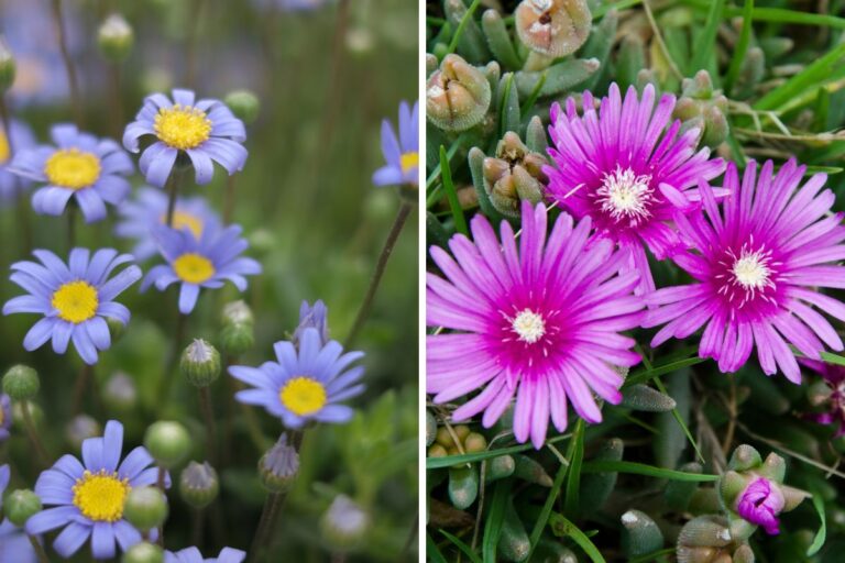 Piante tappezzanti perenni: 5 varietà che trasformano il giardino in un tappeto di colori Piante tappezzanti