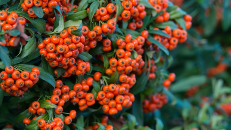 Piracanta: la siepe che protegge la tua casa con spine e colori spettacolari Come coltivare la Piracanta