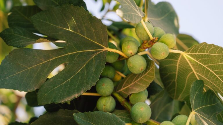 Fichi più grandi e dolci? Ecco la potatura perfetta Come potare il fico