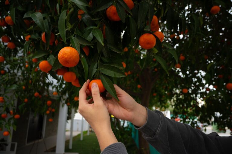Coltivi un mandarino in giardino? Questa potatura fa davvero la differenza Come potare il mandarino