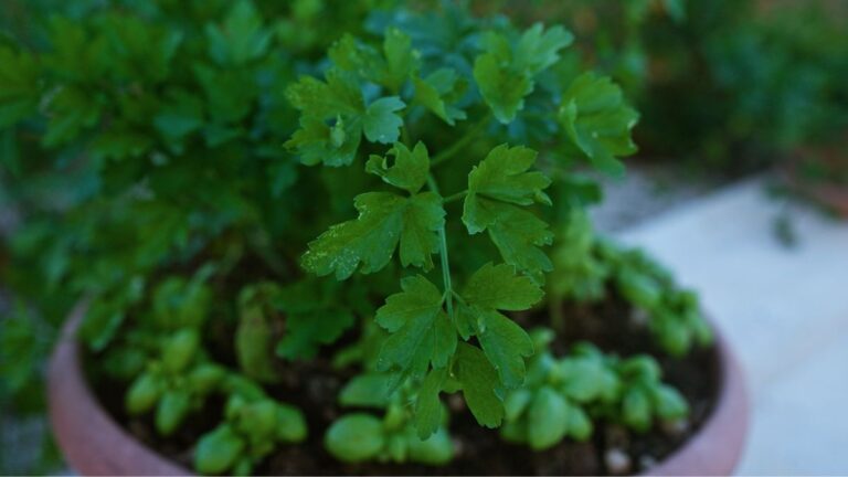 Prezzemolo infinito sul balcone? Basta seguire questi semplici passi Come coltivare il Prezzemolo sul balcone